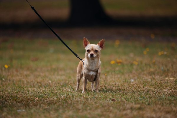 Can You Create Gourmet-Level Dishes Using Only Pantry Staples?